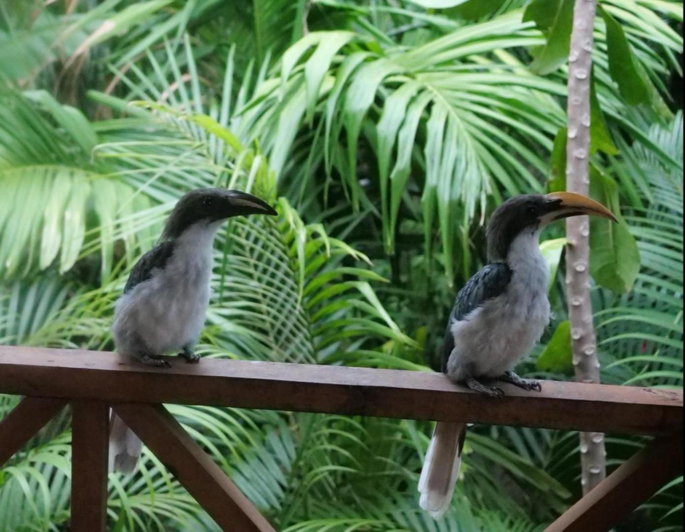 Ama Eco Lodge Σιγκιρίγια Εξωτερικό φωτογραφία