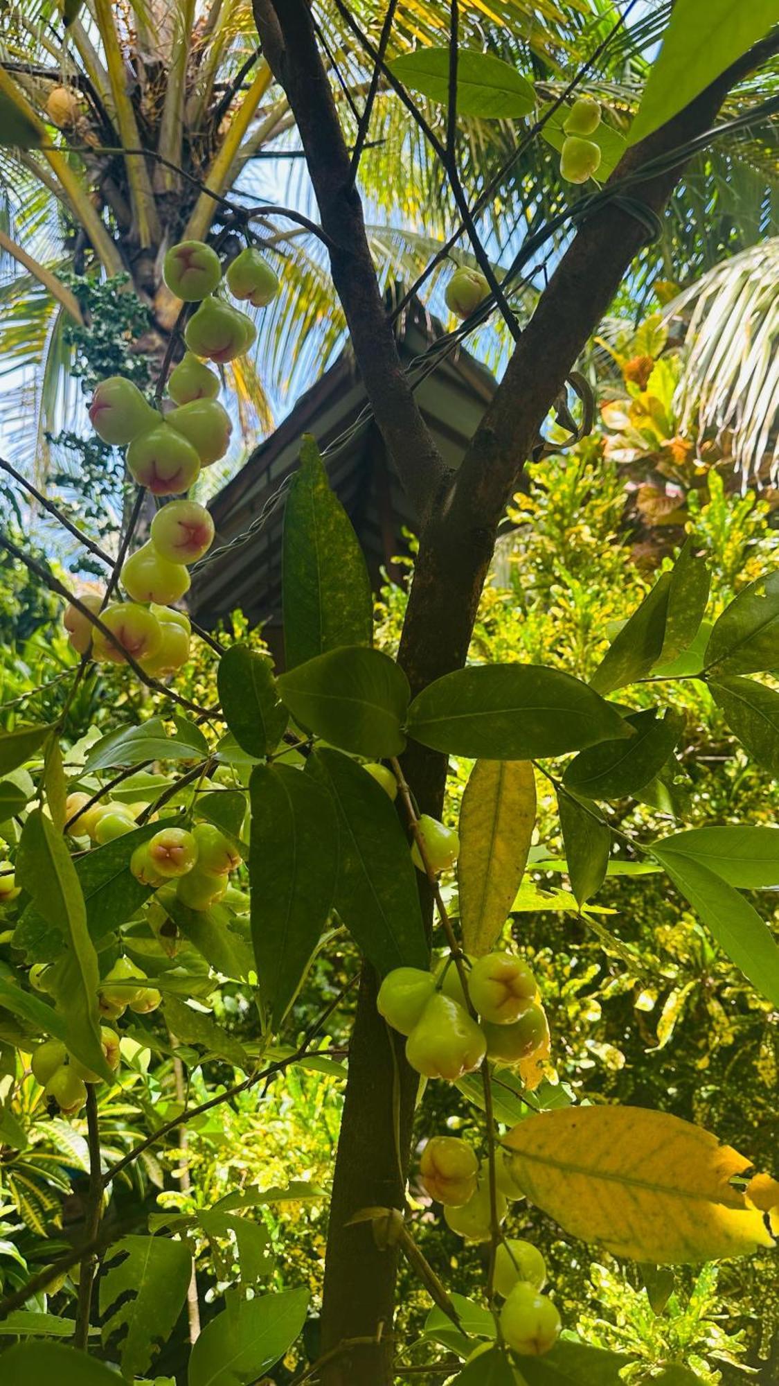 Ama Eco Lodge Σιγκιρίγια Εξωτερικό φωτογραφία
